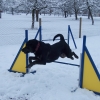 2008_agility_100_2474