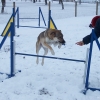 2008_agility_100_2479