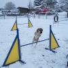 2008_agility_100_2483