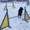 2008_agility_100_2484