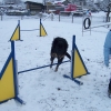 2008_agility_100_2486