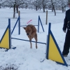 2008_agility_100_2496