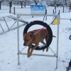 2008_agility_100_2502