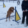 2008_agility_100_2512