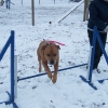 2008_agility_100_2515