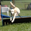 2008_agility_A25