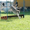 2008_agility_A3