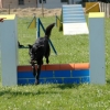 2008_agility_A36
