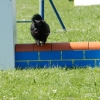 2008_agility_A38