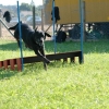 2008_agility_A4