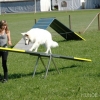 2008_agility_A9