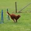 2008_agility_Agi2
