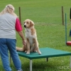 2008_agility_Agi3