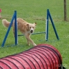 2008_agility_Agi4