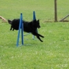 2008_agility_Agi5