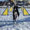 2008_agility_DSC00097