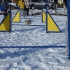 2008_agility_DSC00099