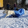 2008_agility_DSC00106