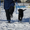 2008_agility_DSC00115