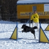 2008_agility_DSC00148