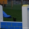 2008_agility_DSC00684