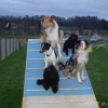 2008_agility_DSC00690_0