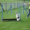 2008_agility_DSC01409