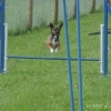 2008_agility_DSC01410