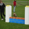 2008_agility_DSC02944