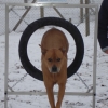 2008_agility_DSC03228