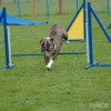 2008_agility_DSC_0041