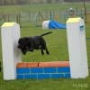 2008_agility_DSC_0044