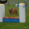 2008_agility_DSC_0045