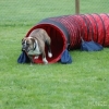 2008_agility_DSC_0053