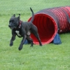2008_agility_DSC_0057