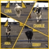 2018_agility_IMG_3280
