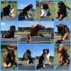 2018_agility_IMG_4213