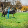 2018_hundeplus_agility_DSC01923