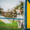 2018_hundeplus_agility_DSC01932
