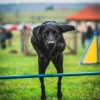 2018_hundeplus_agility_DSC01979