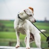 2018_hundeplus_agility_DSC01985