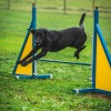 2018_hundeplus_agility_DSC01995