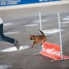 2012_agility-plausch_MHS4752