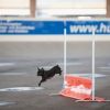 2012_agility-plausch_MHS4799