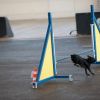 2012_agility-plausch_MHS4823