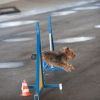 2012_agility-plausch_MHS4853