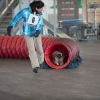 2012_agility-plausch_MHS4913