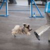 2012_agility-plausch_MHS4937