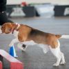 2012_agility-plausch_MHS4942