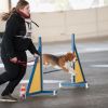 2012_agility-plausch_MHS4963
